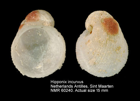 Hipponix incurvus (4).jpg - Hipponix incurvus(Gmelin,1791)